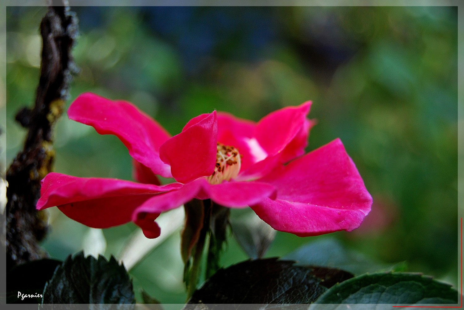 Wallpapers Nature Flowers Rose de printemps