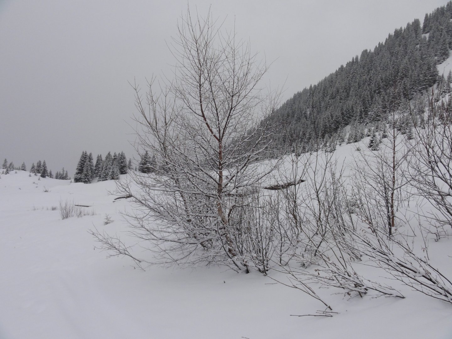 Wallpapers Nature Mountains Nature morte sous la neige