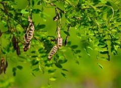 Wallpapers Nature Couleur vert espoir