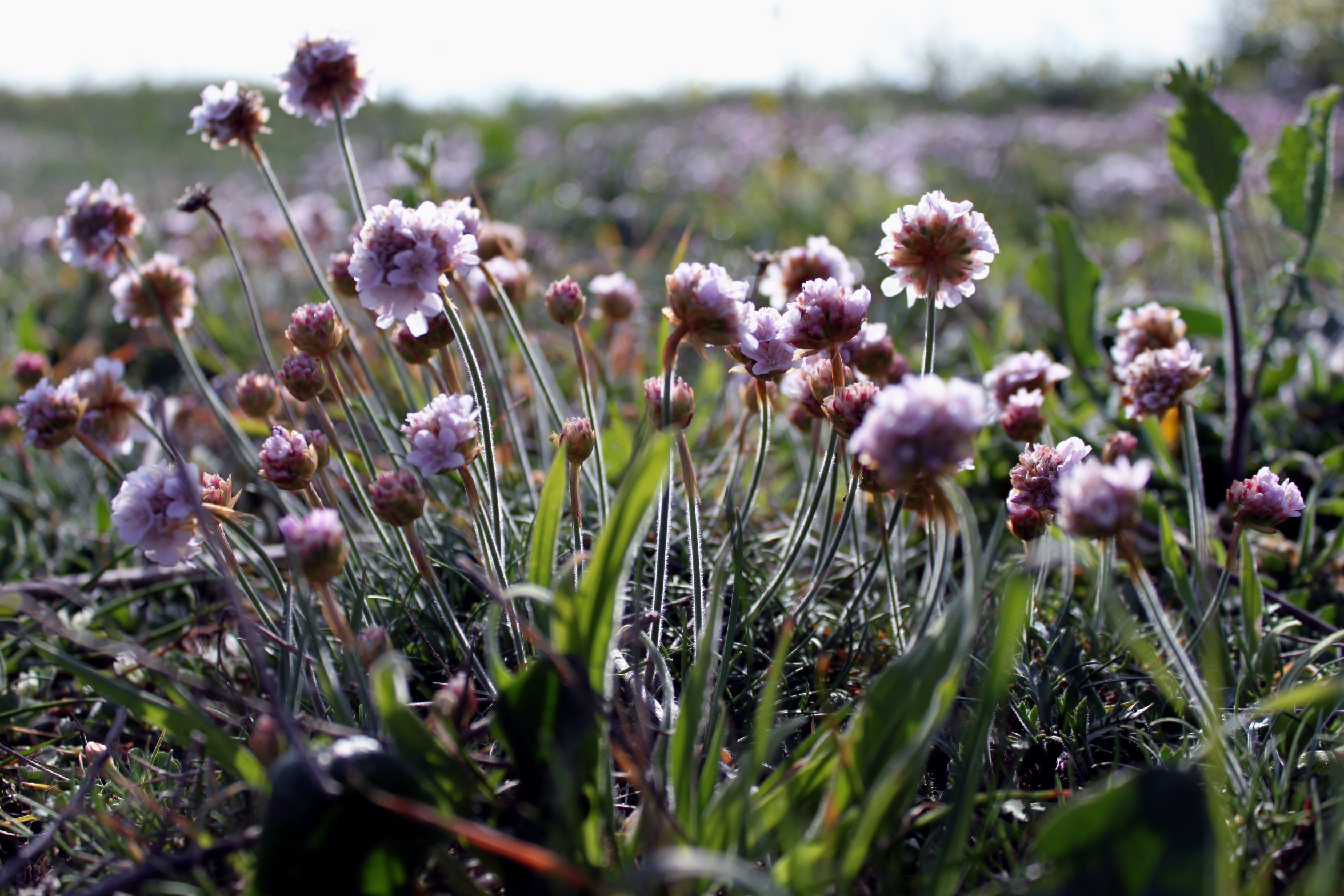 Fonds d'cran Nature Fleurs 