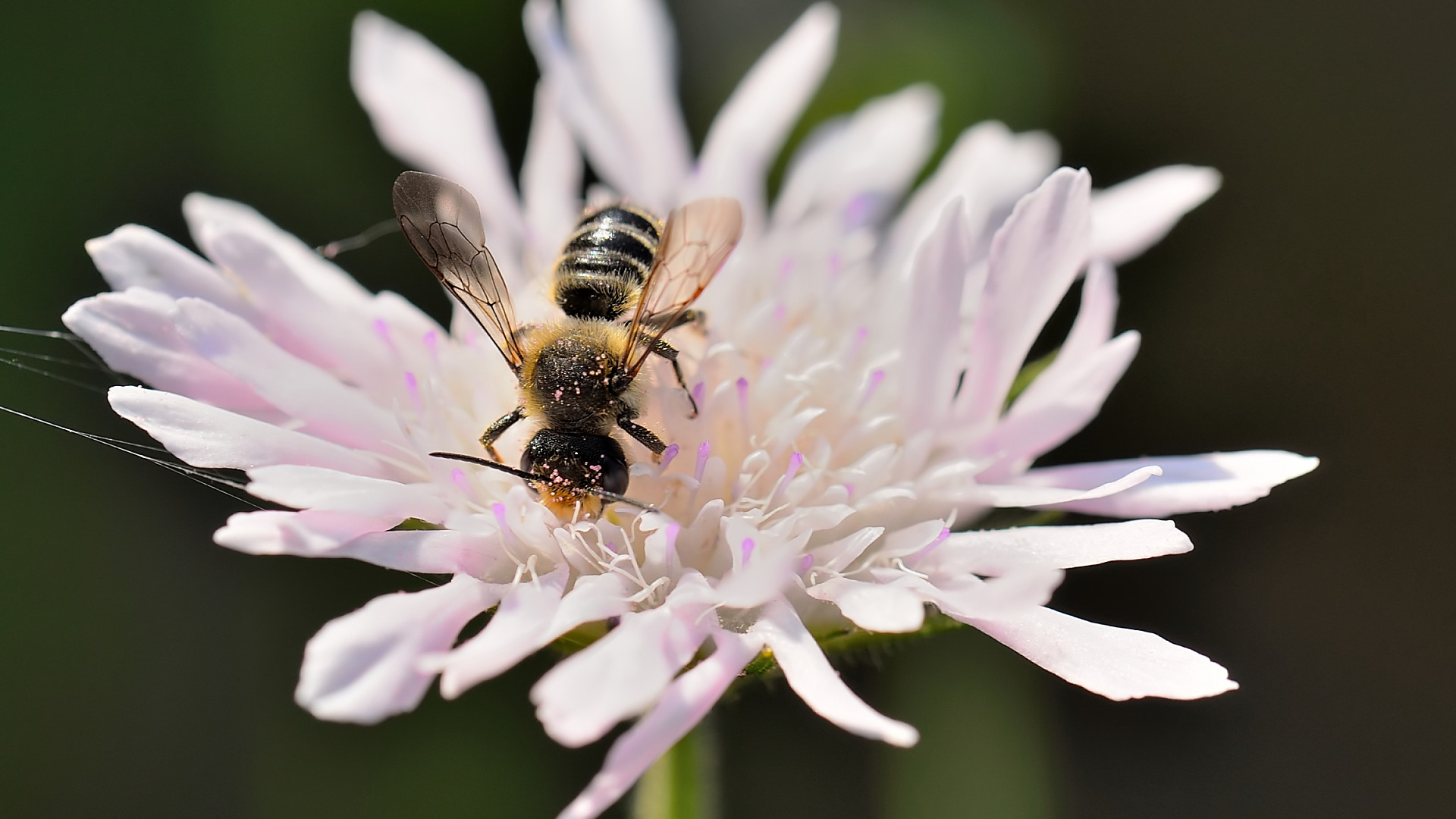 Fonds d'cran Animaux Insectes - Abeilles Gupes ... Petites boules de pollen rose