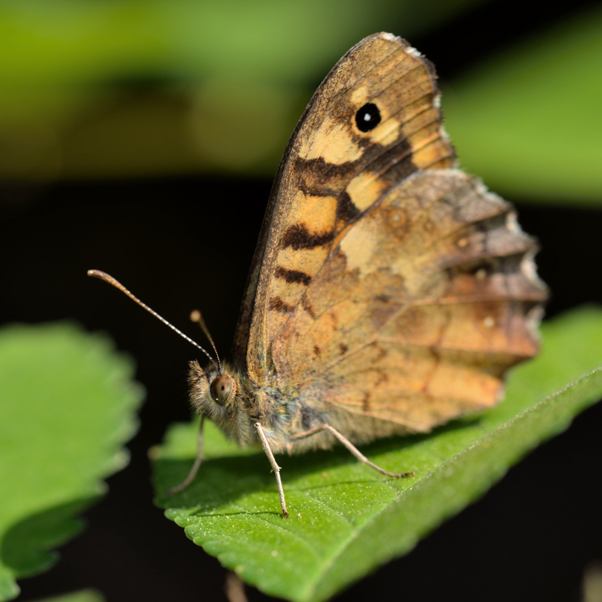 Wallpapers Animals Insects - Butterflies fin de journe d'un butineur