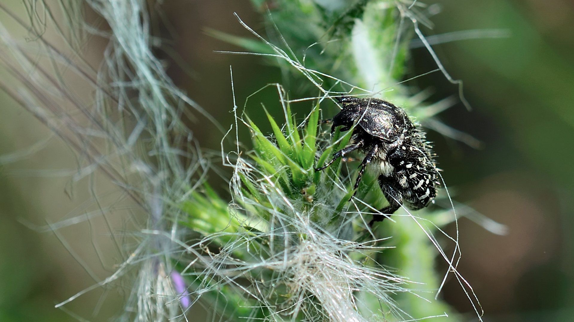 Wallpapers Animals Insects - Beetles Ctoine funeste, vorace et destructrice....