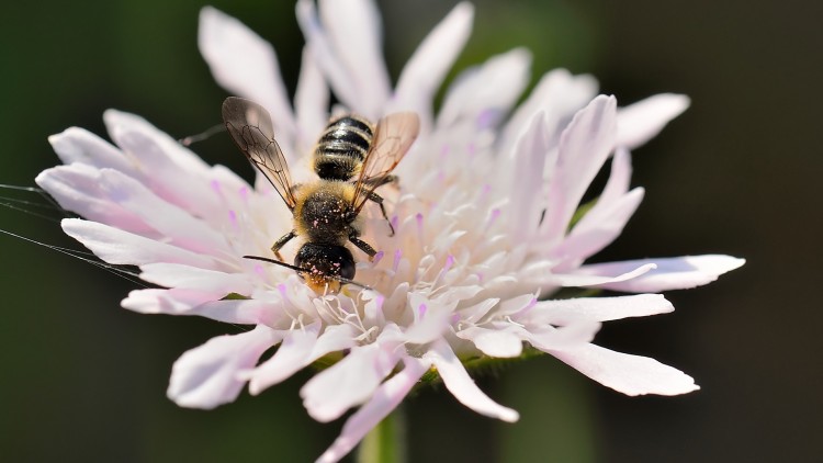 Fonds d'cran Animaux Insectes - Abeilles Gupes ... Petites boules de pollen rose