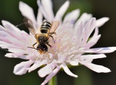 Fonds d'cran Animaux Petites boules de pollen rose