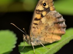 Fonds d'cran Animaux fin de journe d'un butineur