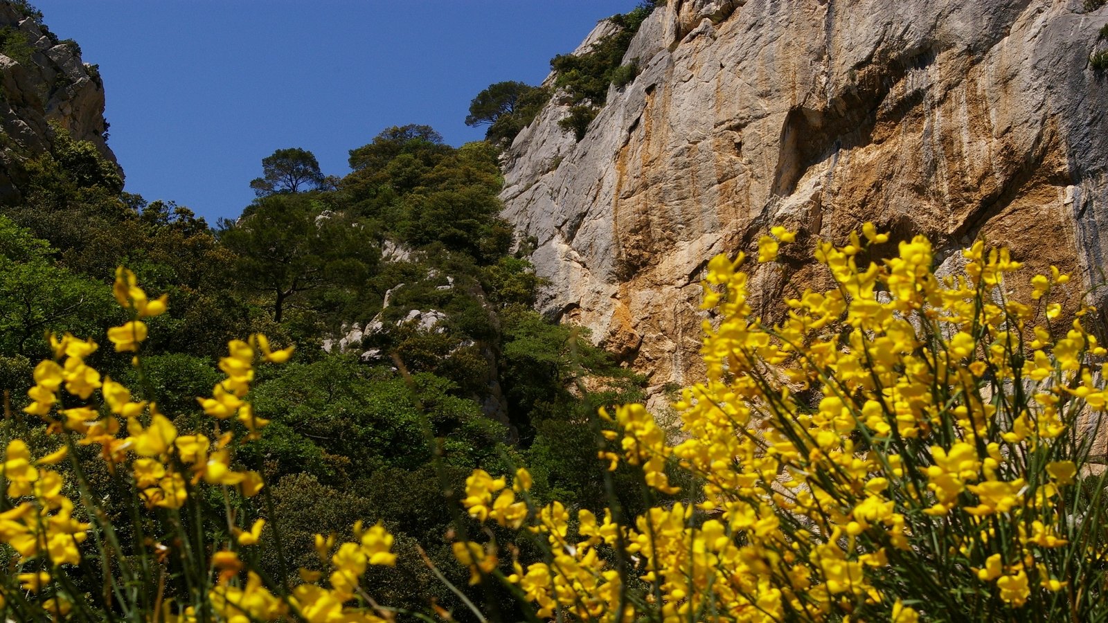 Wallpapers Nature Cliffs un peu de genets, d'arbres et de roches