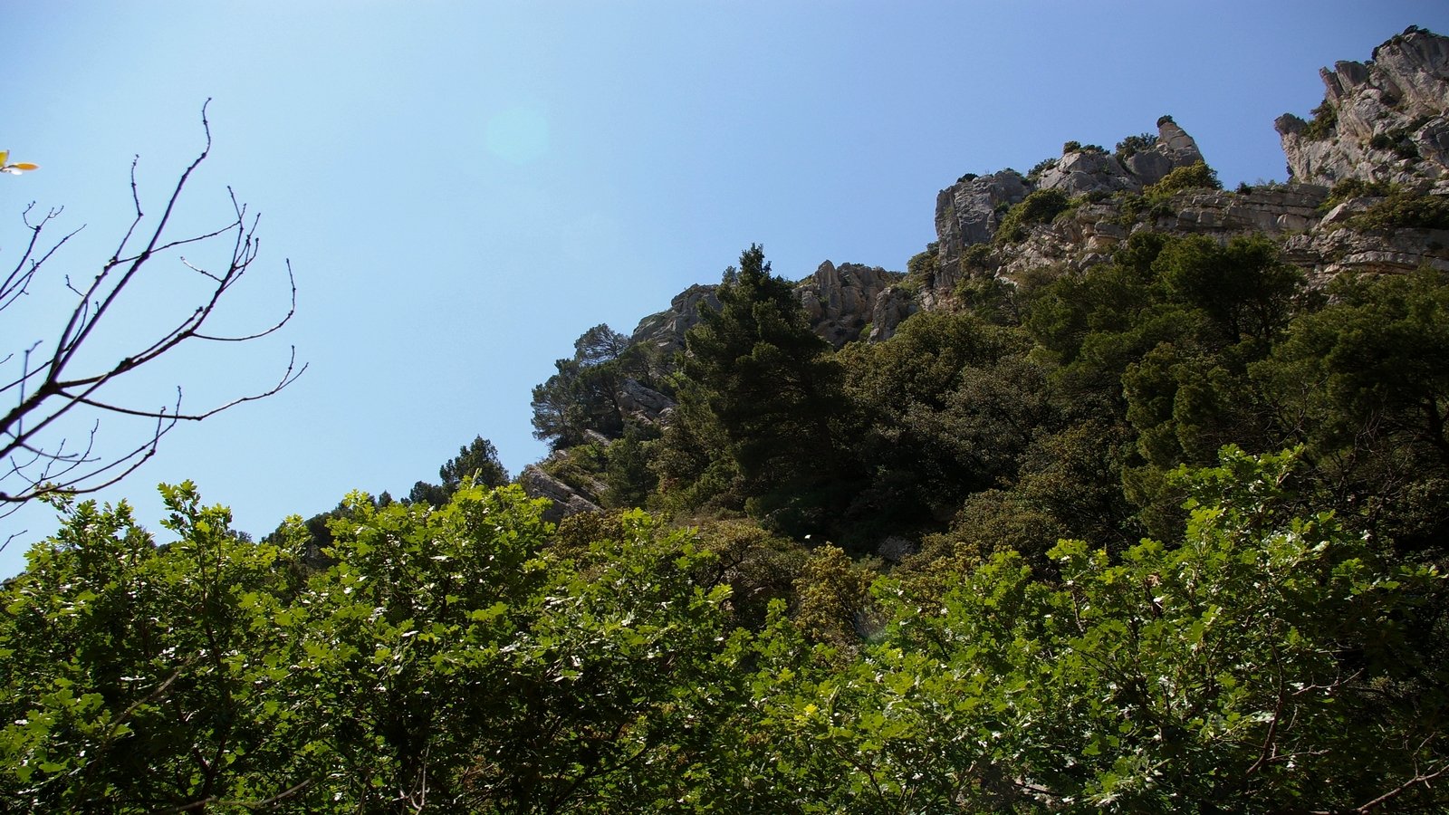 Wallpapers Nature Trees - Forests dentelle montmirail (vaucluse)