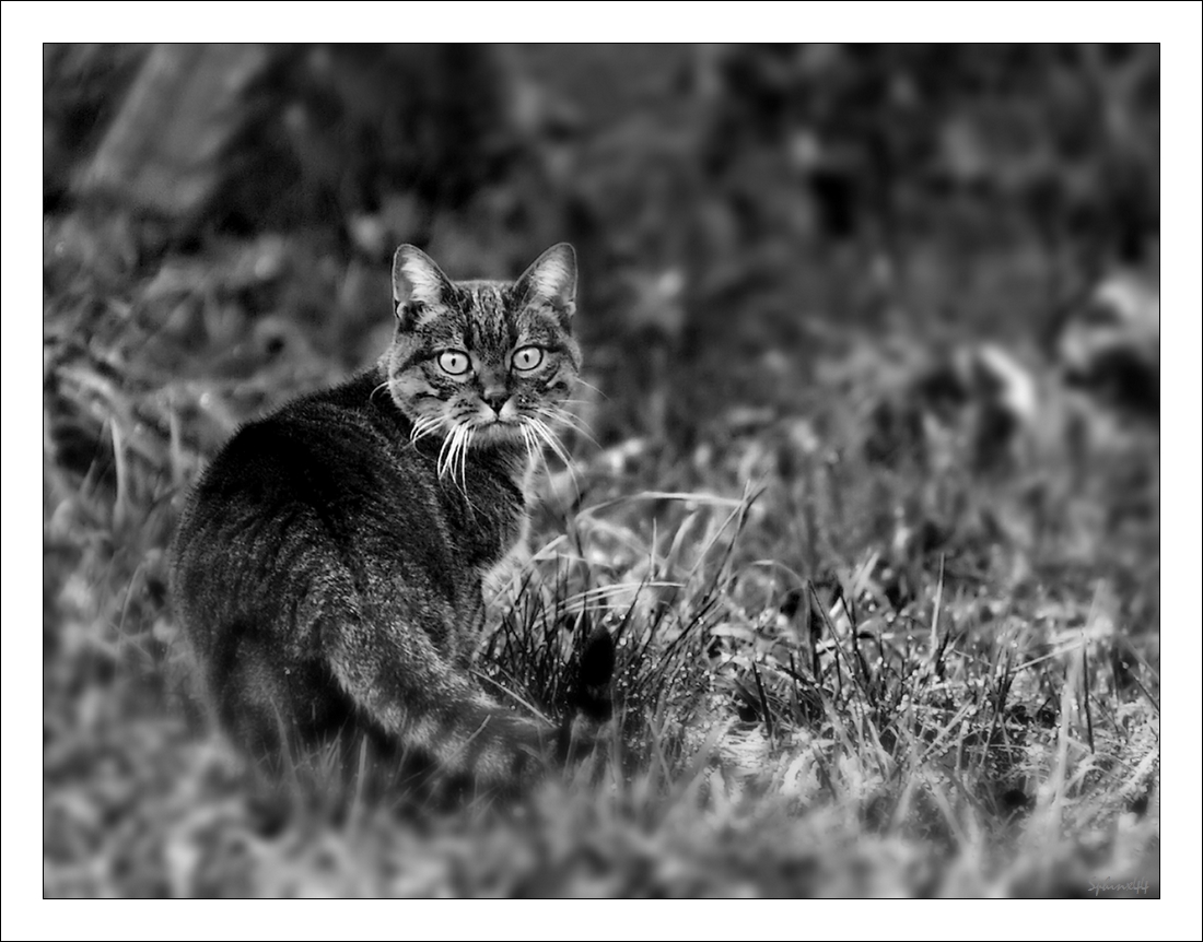 Wallpapers Animals Cats - Kittens Le chat qui me regarde...