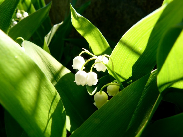 Fonds d'cran Nature Fleurs muguet