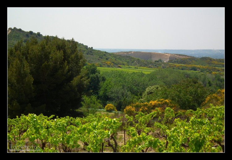 Fonds d'cran Nature Vignes - Vignobles Wallpaper N280141