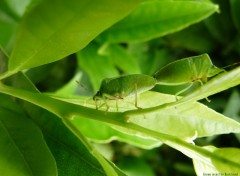 Fonds d'cran Animaux Green insects