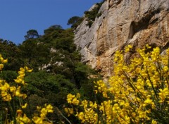 Wallpapers Nature un peu de genets, d'arbres et de roches