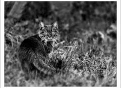 Fonds d'cran Animaux Le chat qui me regarde...