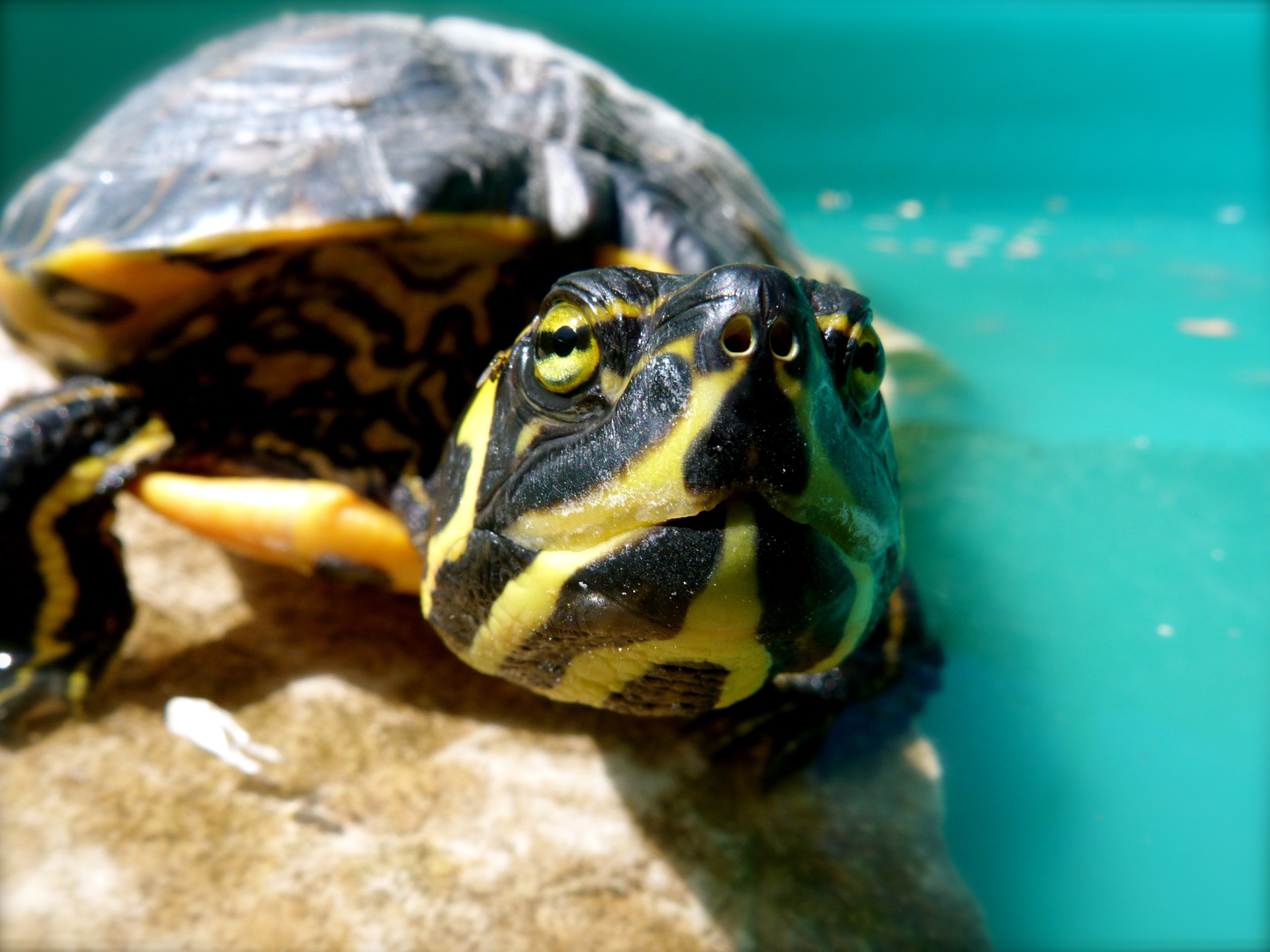 Fonds d'cran Animaux Tortues Chupetta