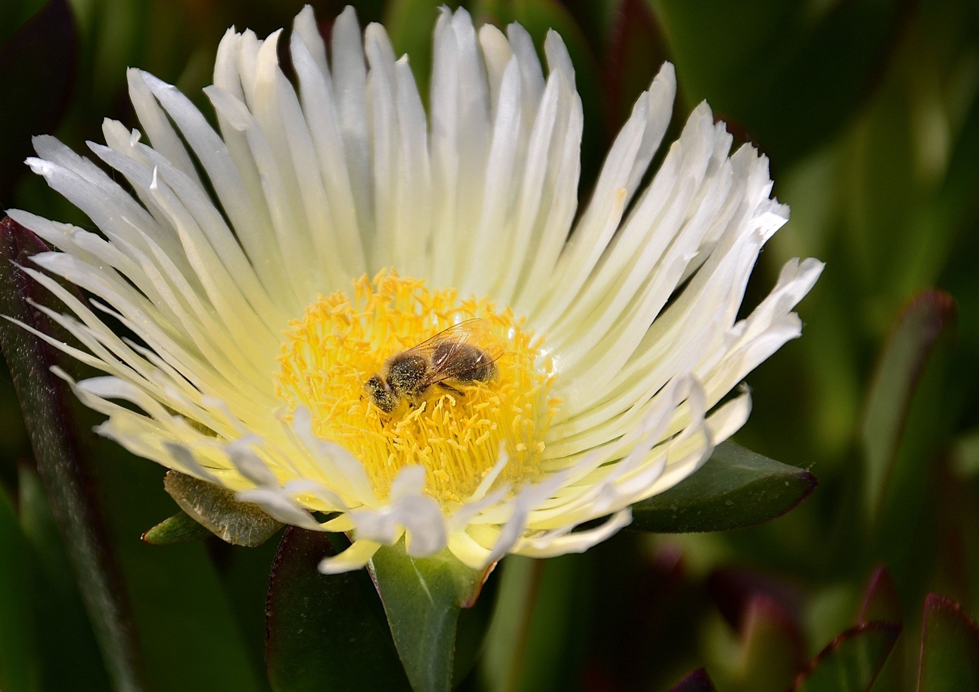 Fonds d'cran Nature Fleurs griffe de sorcire et butineuse