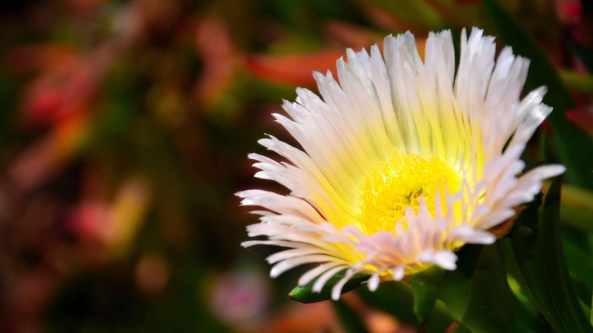 Fonds d'cran Nature Fleurs griffe de sorcire