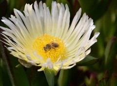 Fonds d'cran Nature griffe de sorcire et butineuse