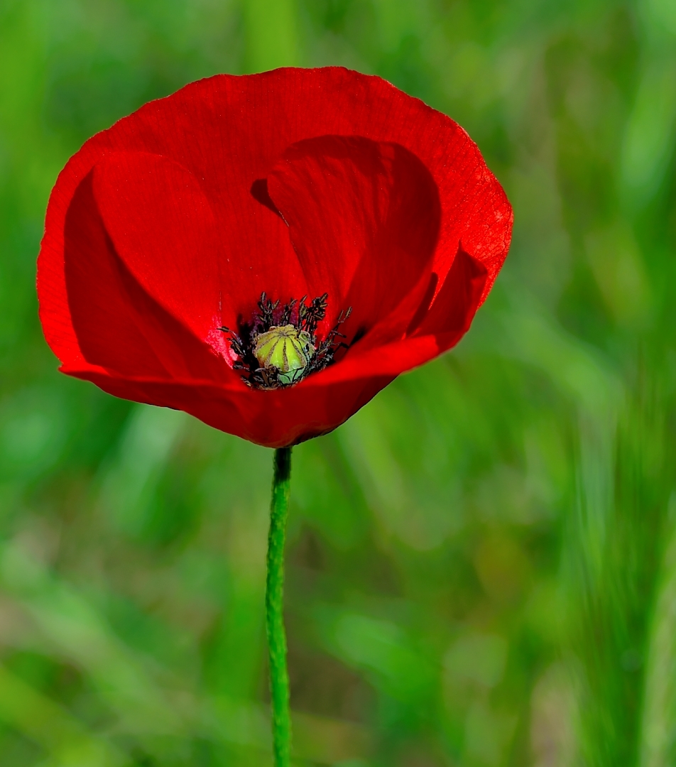 Wallpapers Nature Flowers Rouge coquelicot