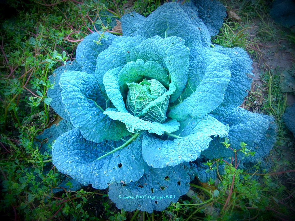 Fonds d'cran Nature Plantes - Arbustes Mon choux