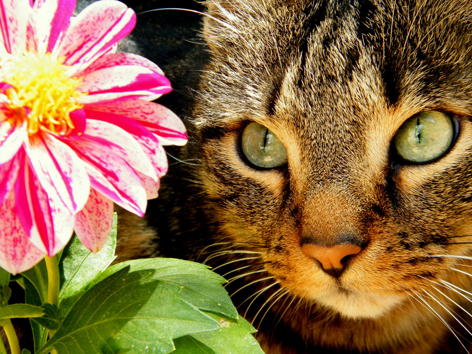 Fonds d'cran Animaux Chats - Chatons flower and cat