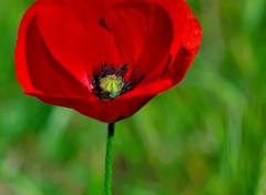 Fonds d'cran Nature Rouge coquelicot