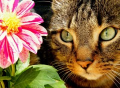 Wallpapers Animals flower and cat