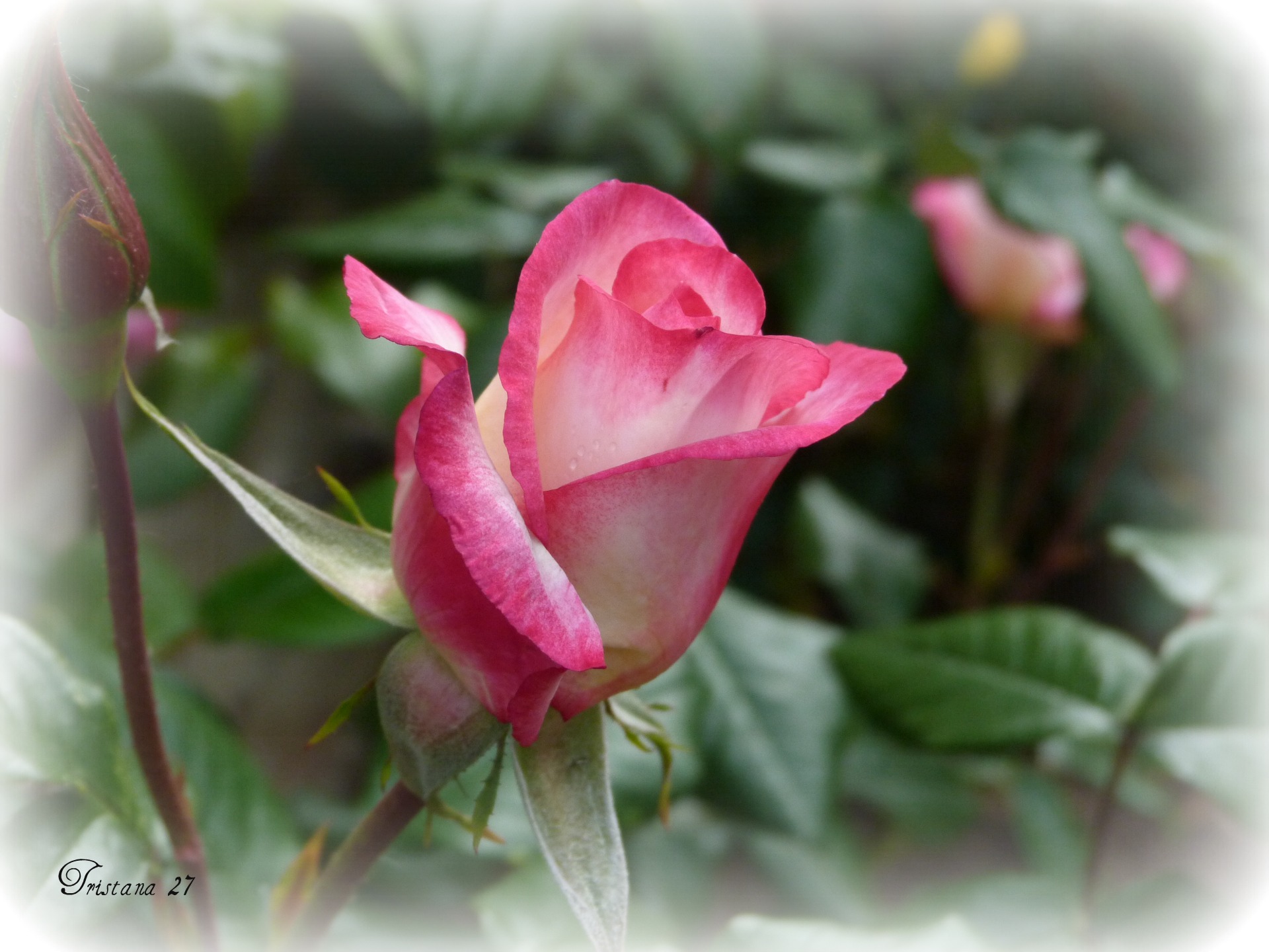 Fonds d'cran Nature Fleurs Rose rose...