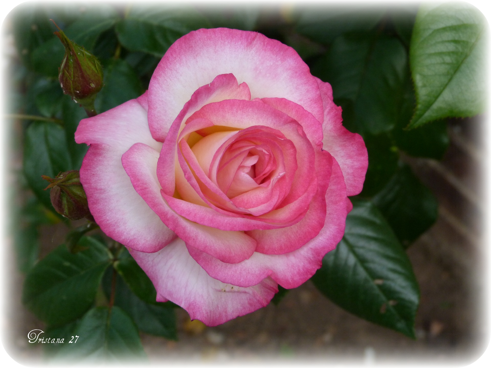 Fonds d'cran Nature Fleurs Rose ouverte...