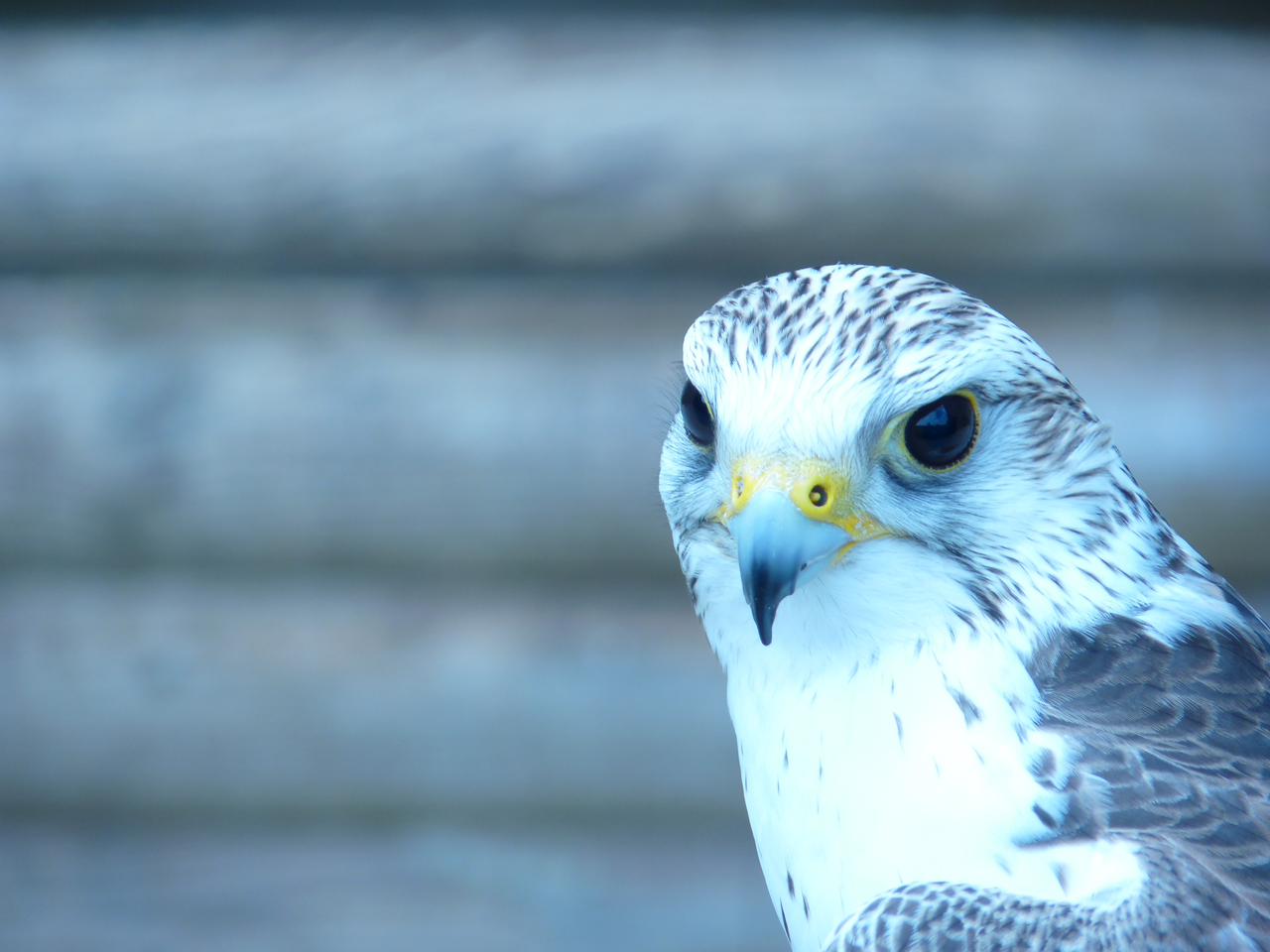 Fonds d'cran Animaux Oiseaux - Faucons Faucon de bouillon Belgique