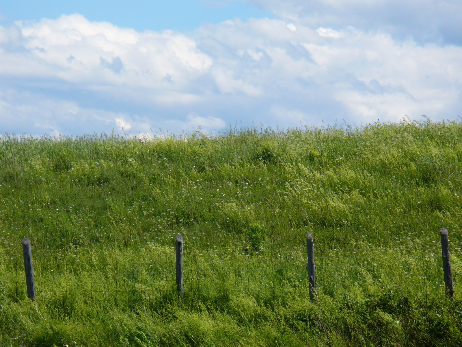 Fonds d'cran Nature Herbes 