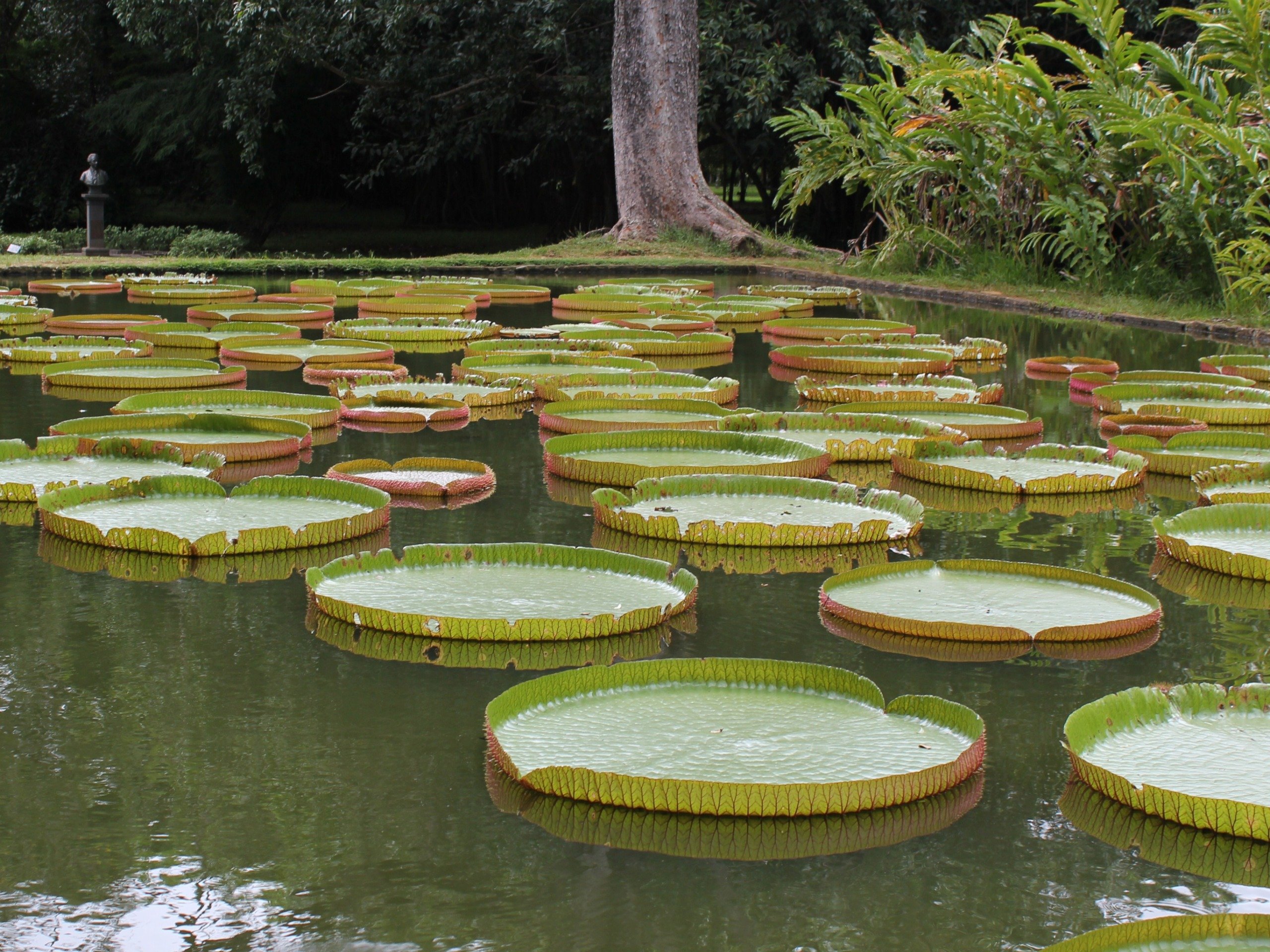 Wallpapers Trips : Africa Mauritius Le jardin de pamplemousse