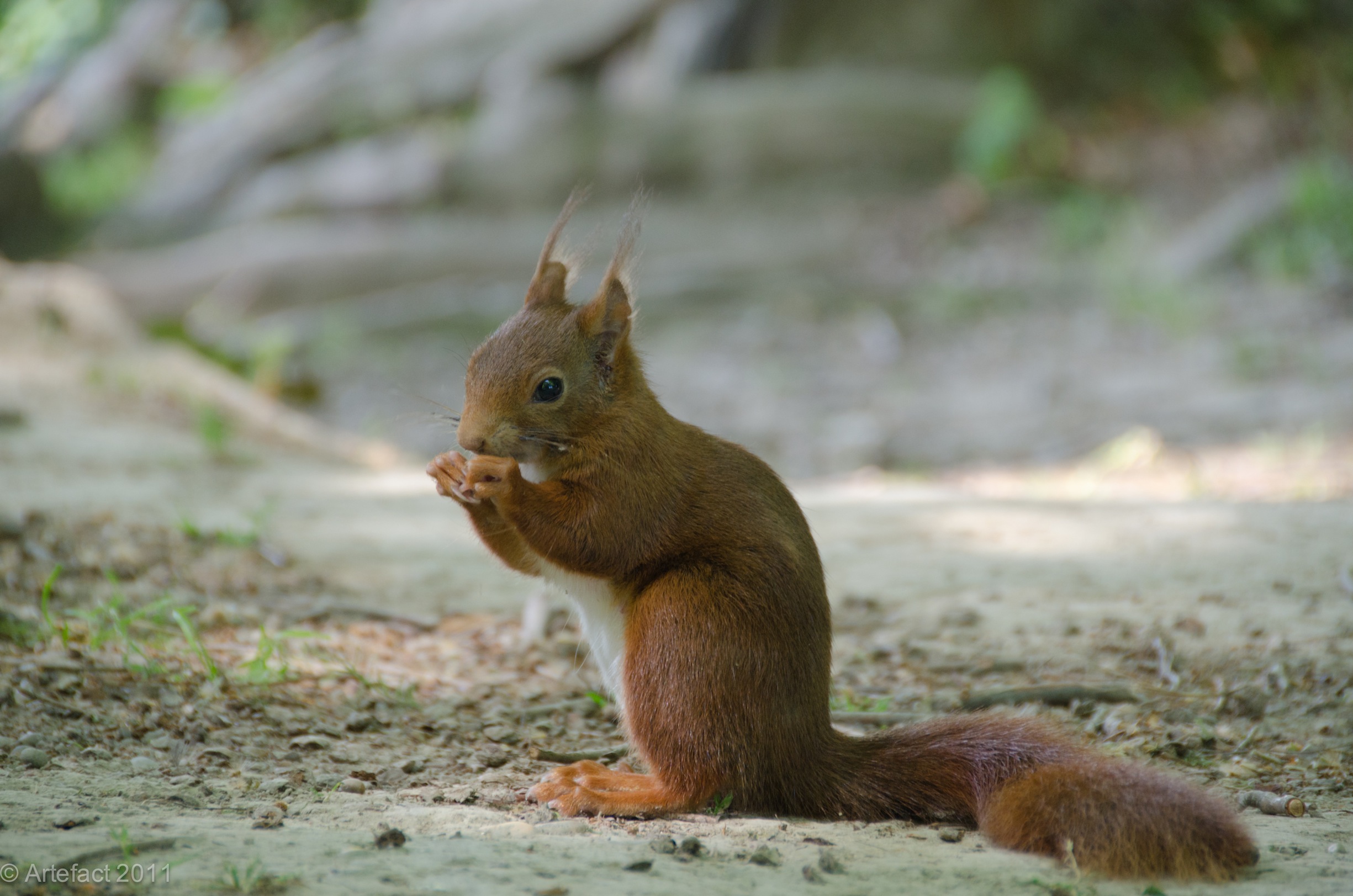 Fonds d'cran Animaux Rongeurs - Ecureuils Pas vu, pas pris 