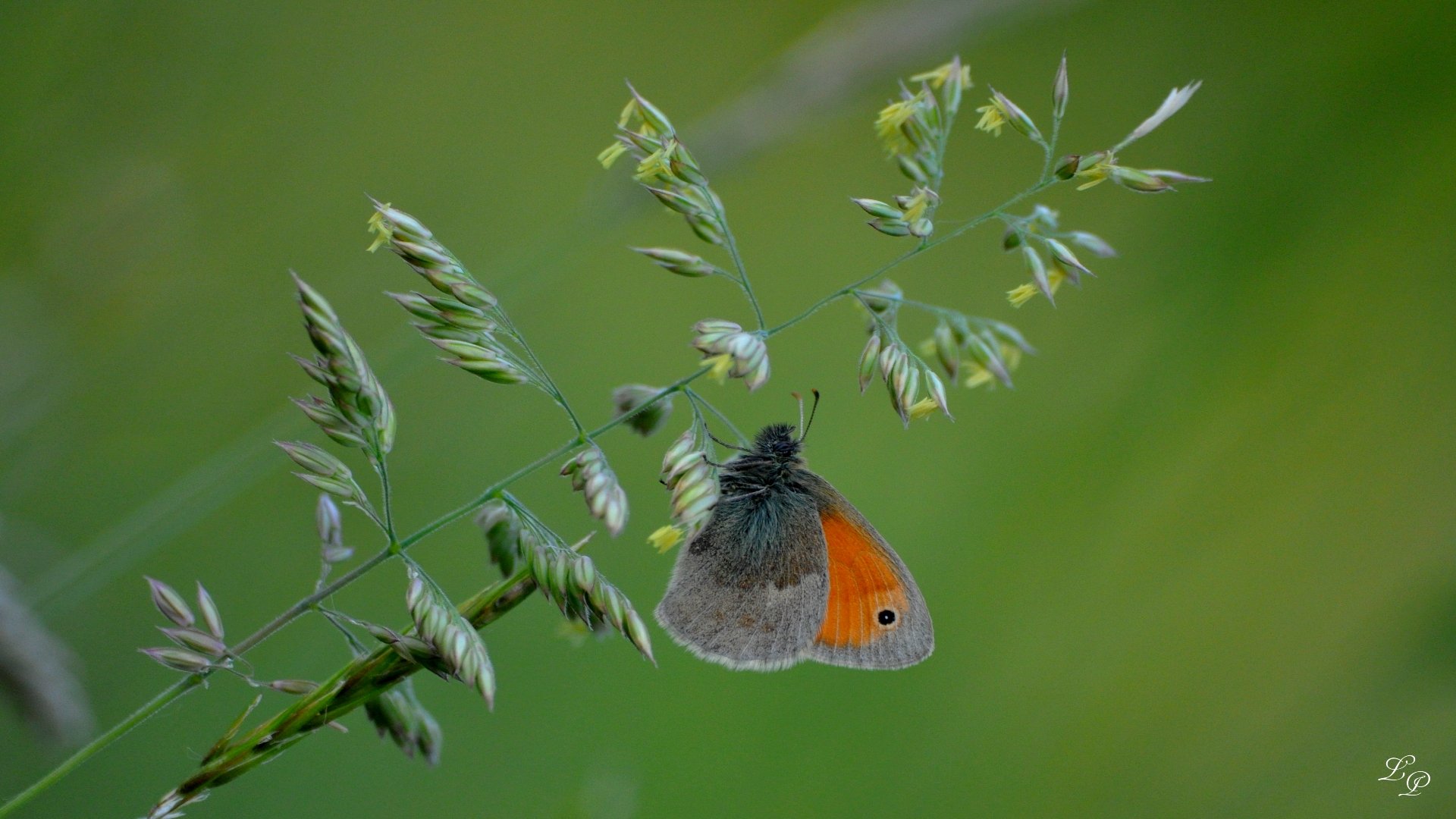 Wallpapers Animals Insects - Butterflies Papillon paisible