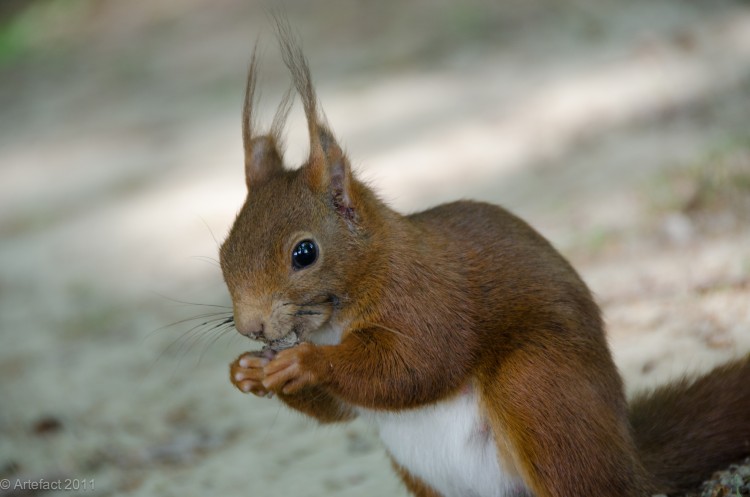 Fonds d'cran Animaux Rongeurs - Ecureuils Enjoy your Meal