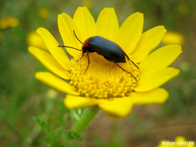 Fonds d'cran Animaux Insectes - Divers benz-bahaa