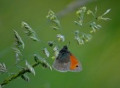 Fonds d'cran Animaux Papillon paisible