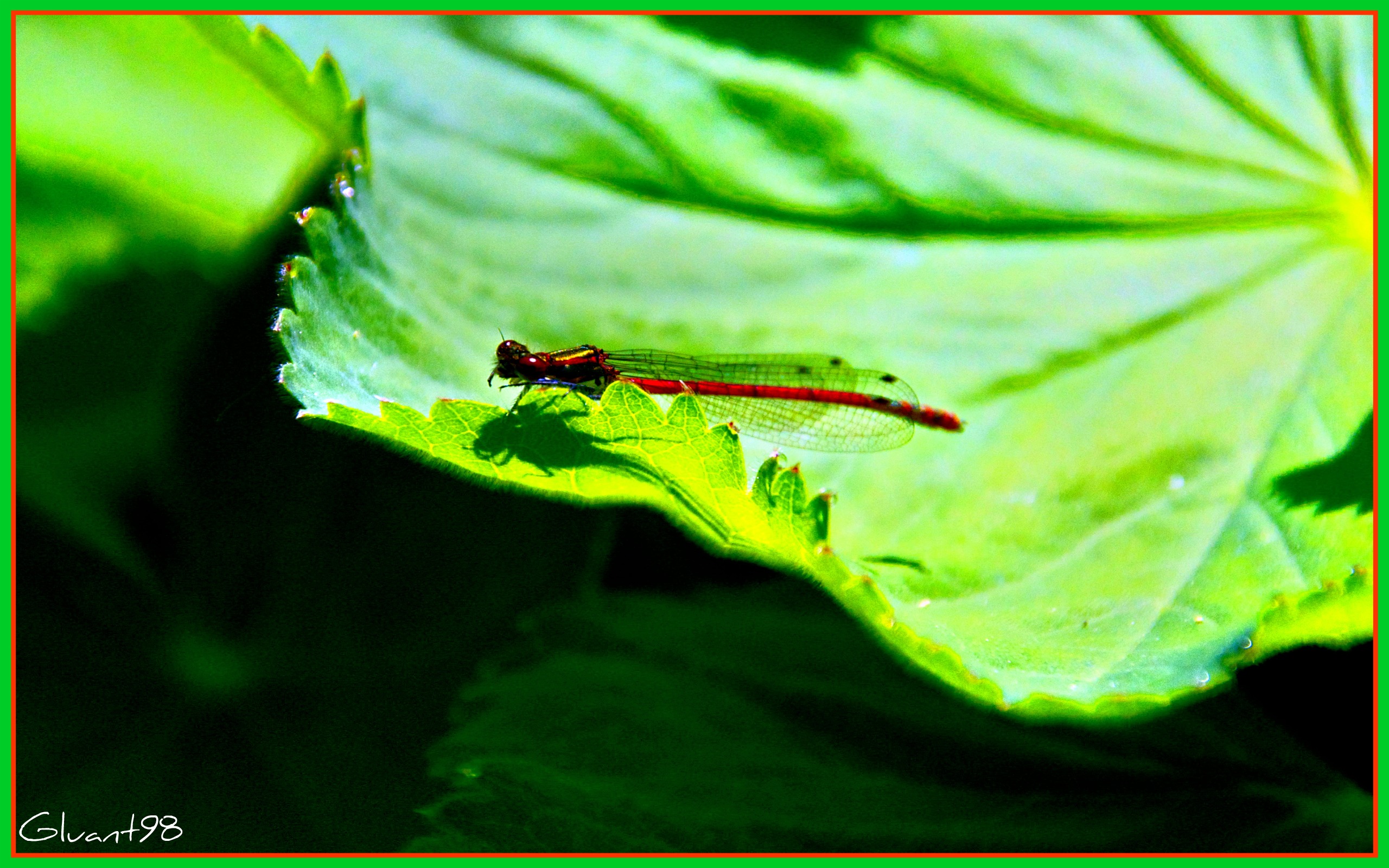 Fonds d'cran Animaux Insectes - Libellules Libellule 