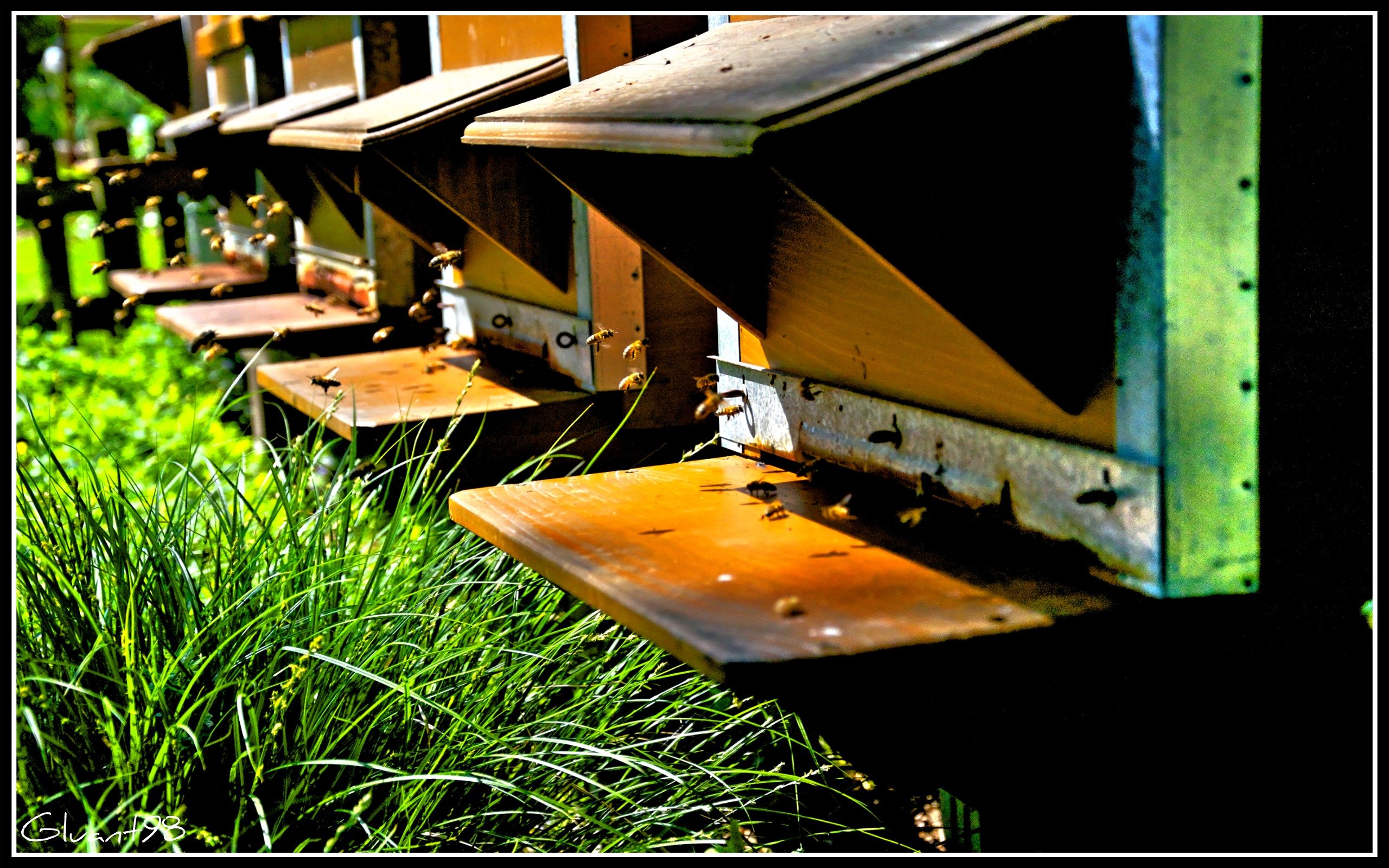 Fonds d'cran Animaux Insectes - Abeilles Guêpes ... ouvrière du miel