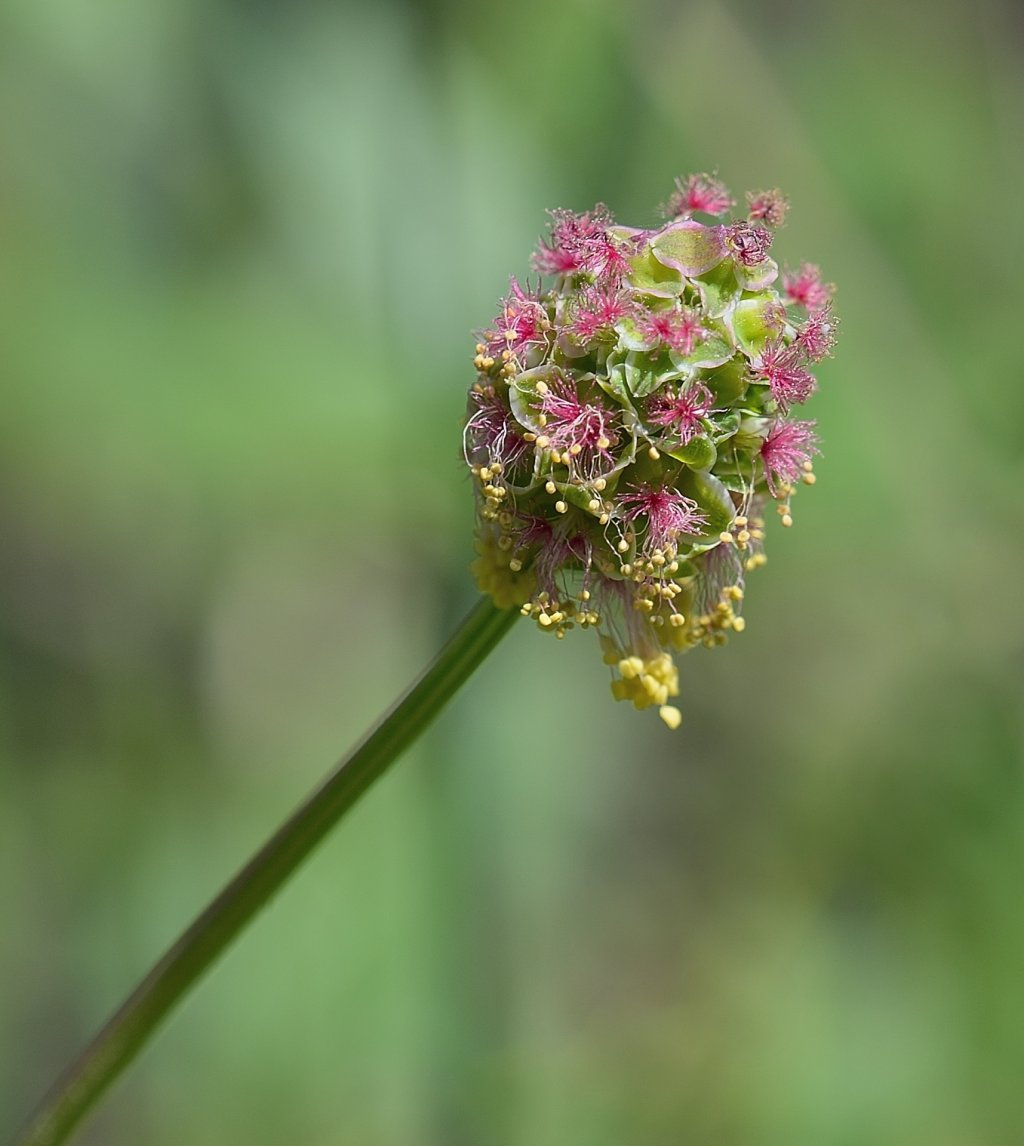 Wallpapers Nature Herbs 