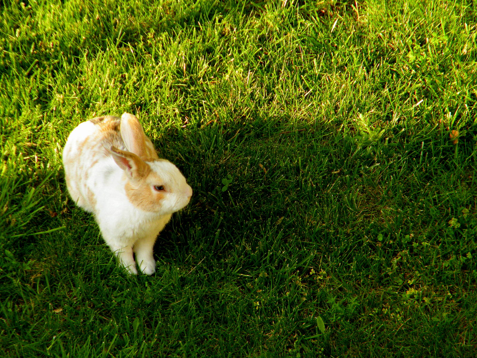 Fonds d'cran Animaux Lapins - Livres lapin ds la prairie