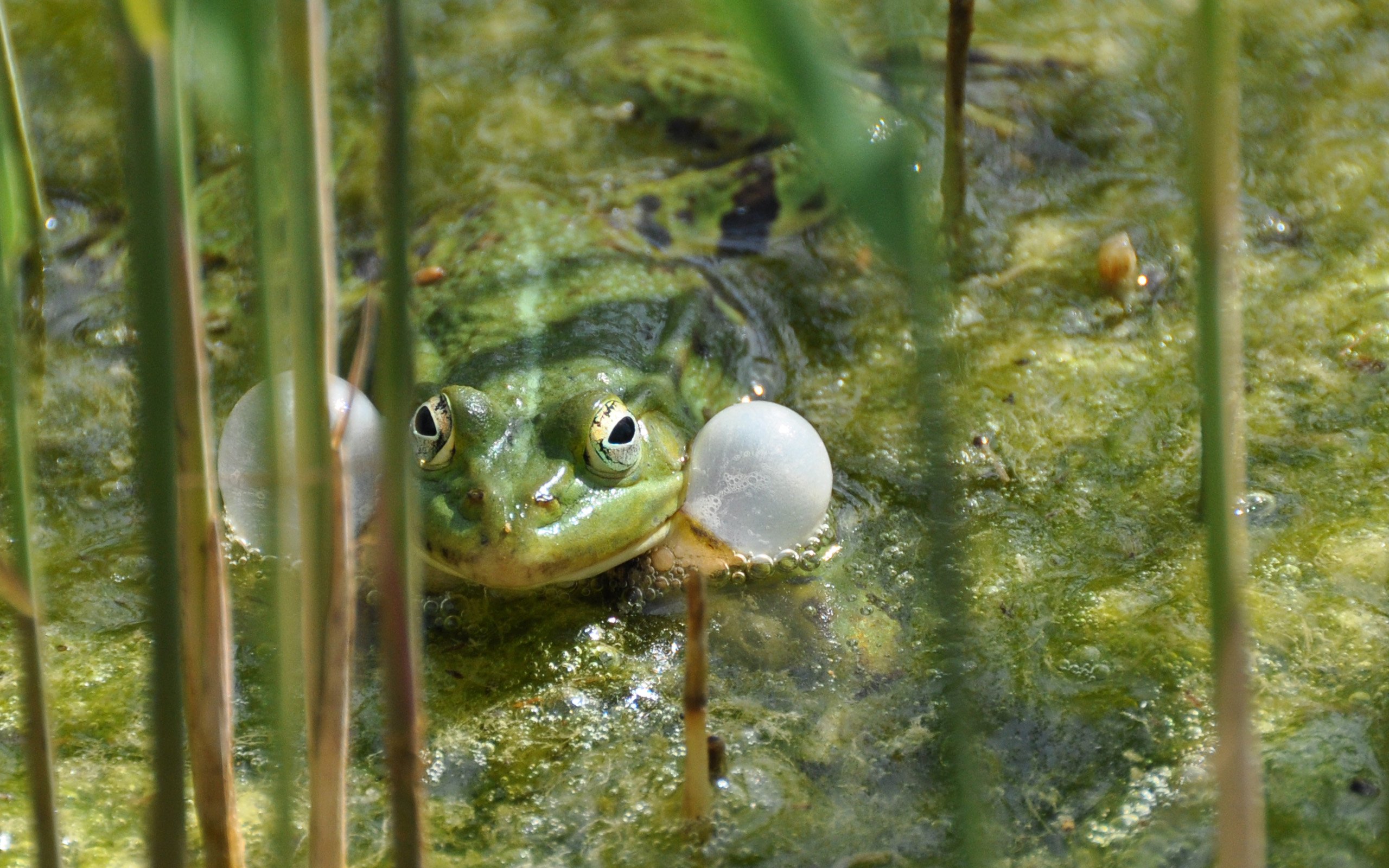 Wallpapers Animals Frogs - Toads Grenouille verte