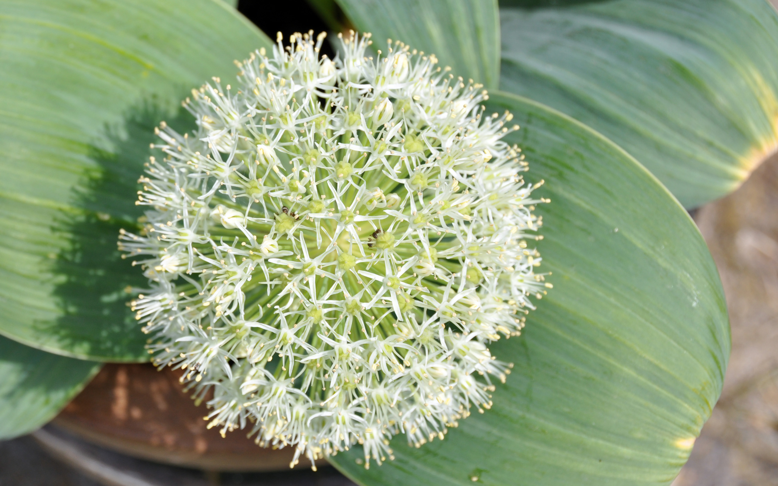 Wallpapers Nature Flowers Fleur en boule