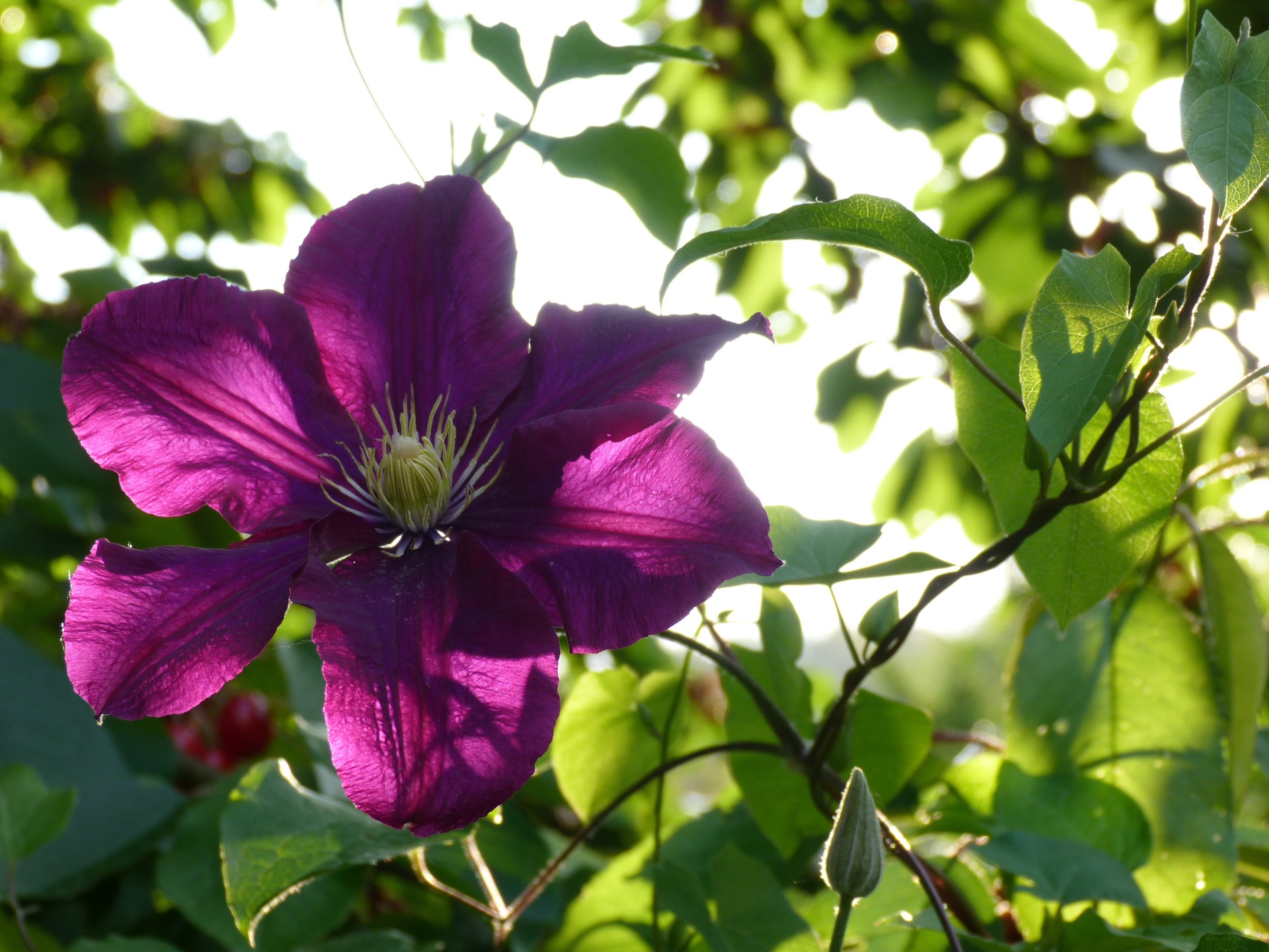 Fonds d'cran Nature Fleurs 