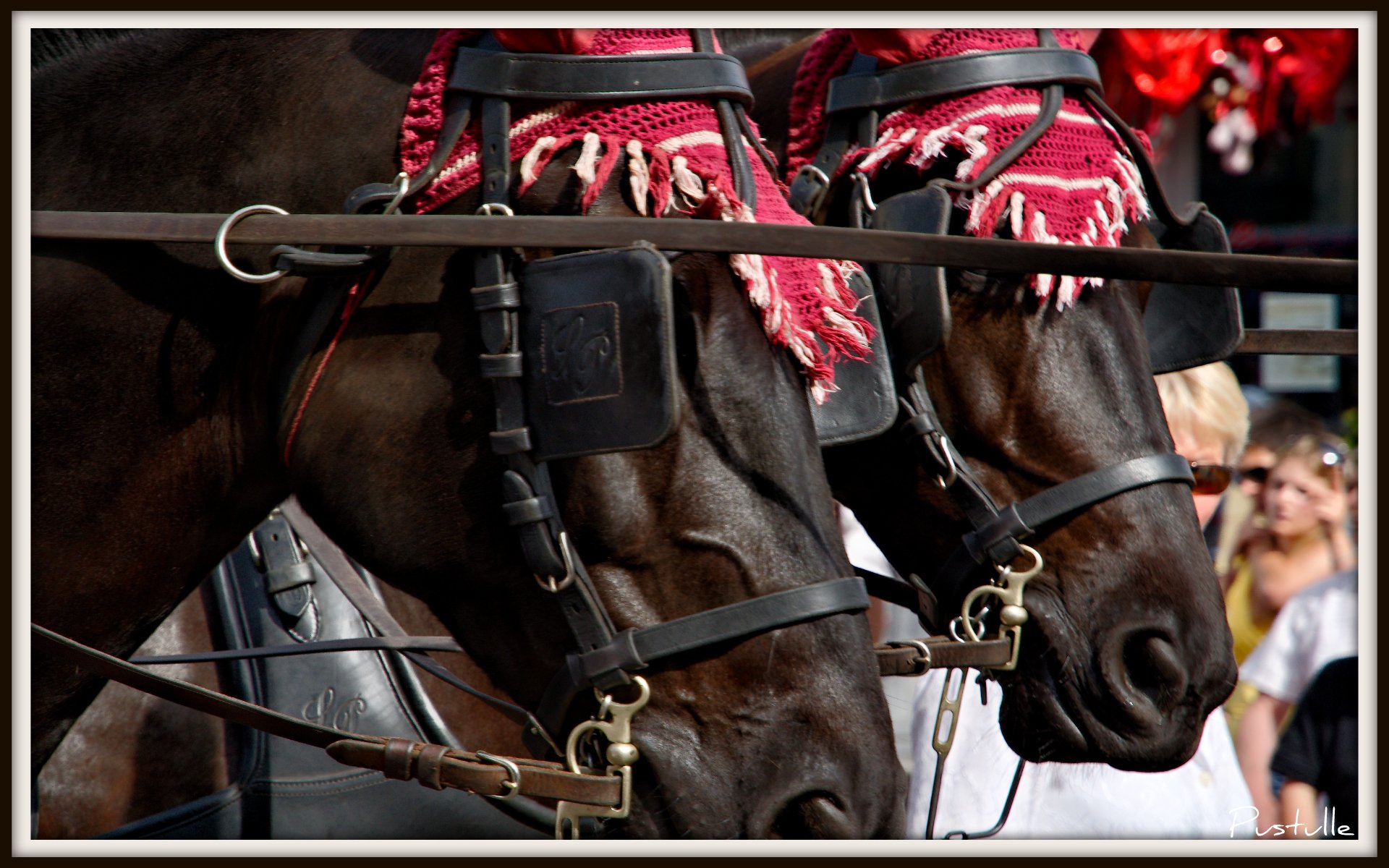 Wallpapers Animals Horses Jumeaux