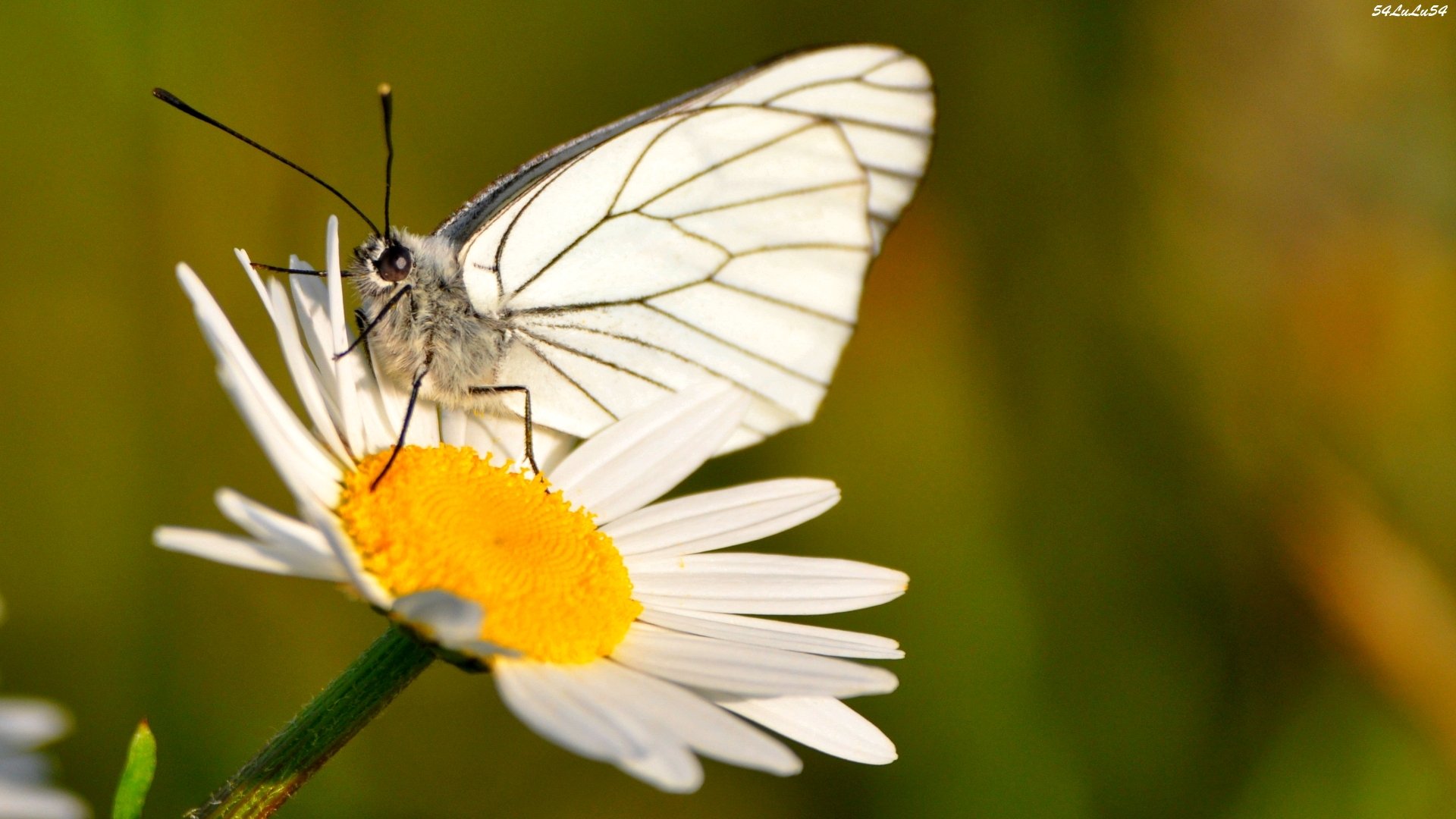 Wallpapers Animals Insects - Butterflies Le retour ^^ ... du papillon ...