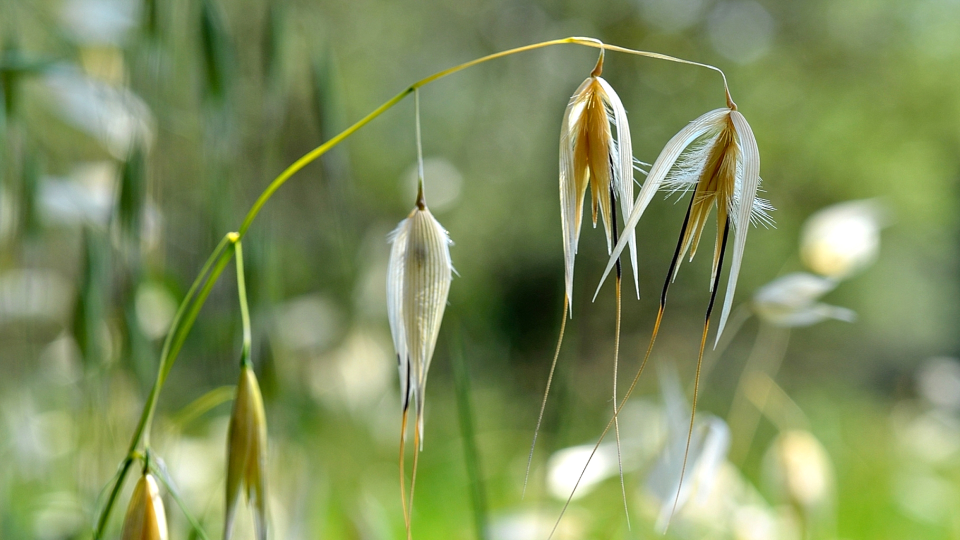 Wallpapers Nature Herbs Folle avoine