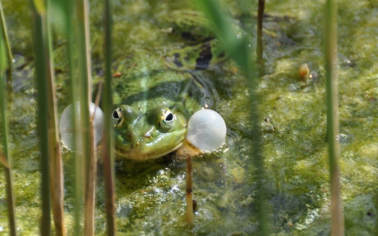 Wallpapers Animals Frogs - Toads Grenouille verte