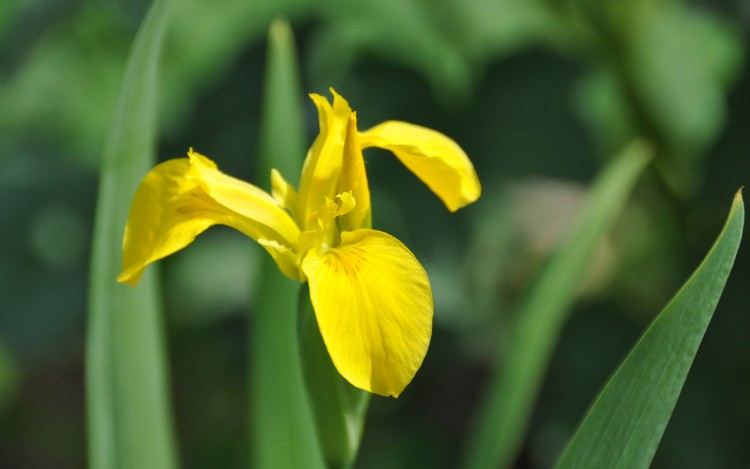 Wallpapers Nature Flowers Iris