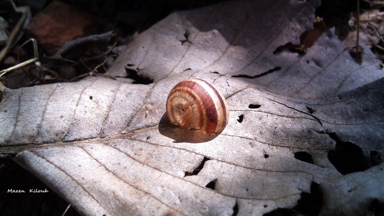 Wallpapers Animals Snails - Slugs Escargot